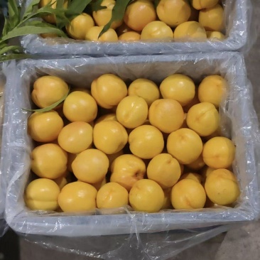 黄油桃