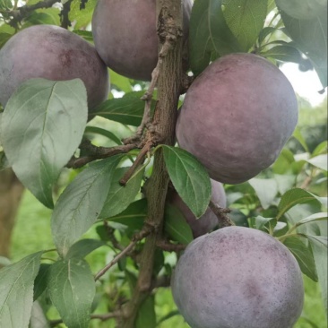 黑布林