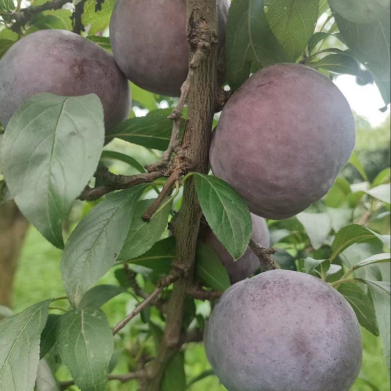 黑布林