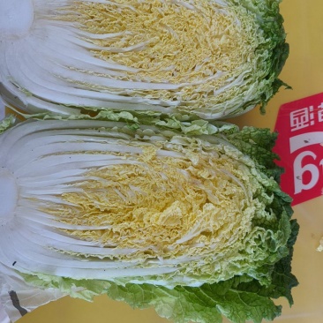 白菜，实花，散花，西葫芦，大量有货