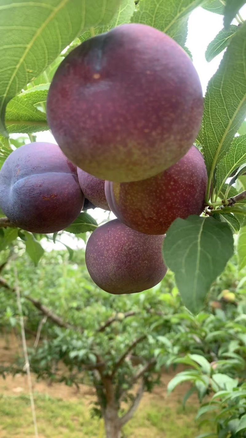 黑布林