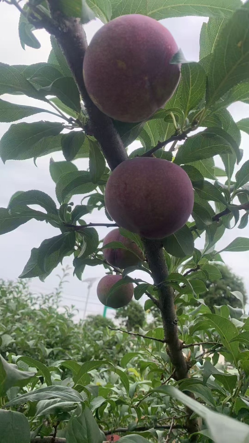 黑布林
