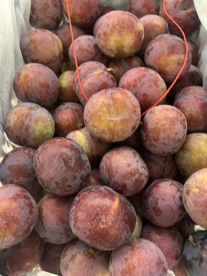 黑布林