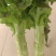 白菜，实花，散花，西葫芦，大量有货