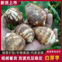 福建精品白芽芋芋艿精品芋头，产地直发，支持一件代发
