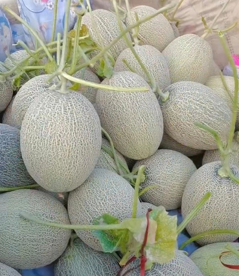 河北黄金哈密瓜晓蜜25蜜瓜基地直供量大优全国发货