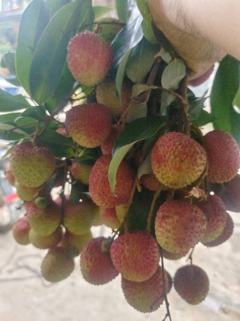 妃子笑荔鲜甜荔枝新鲜采摘，果肉饱满汁多味美，夏日清爽**，