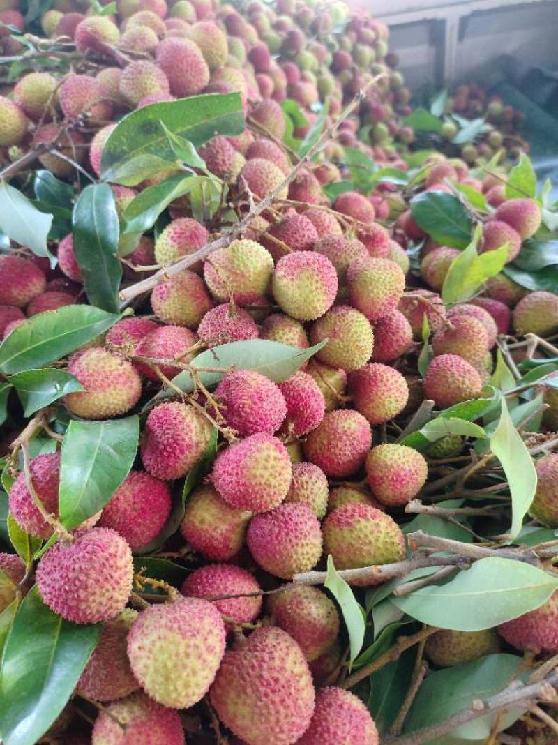 妃子笑荔鲜甜荔枝新鲜采摘，果肉饱满汁多味美，夏日清爽**，