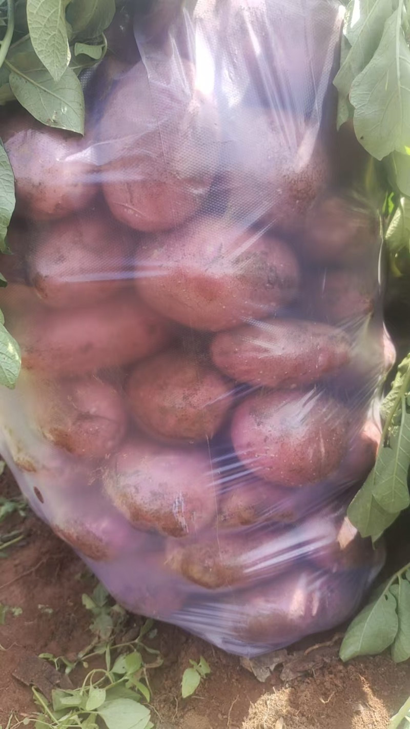 青薯9号红皮黄心土豆云南高山土豆1