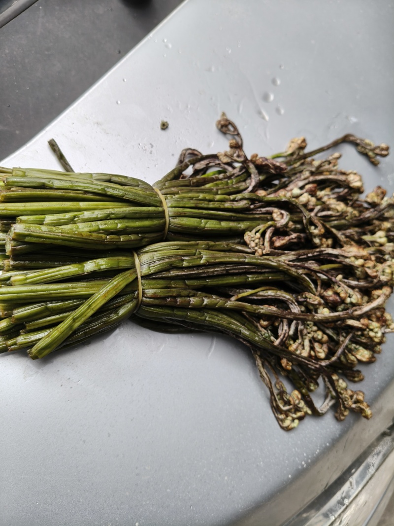 野生蕨菜，盐腌制