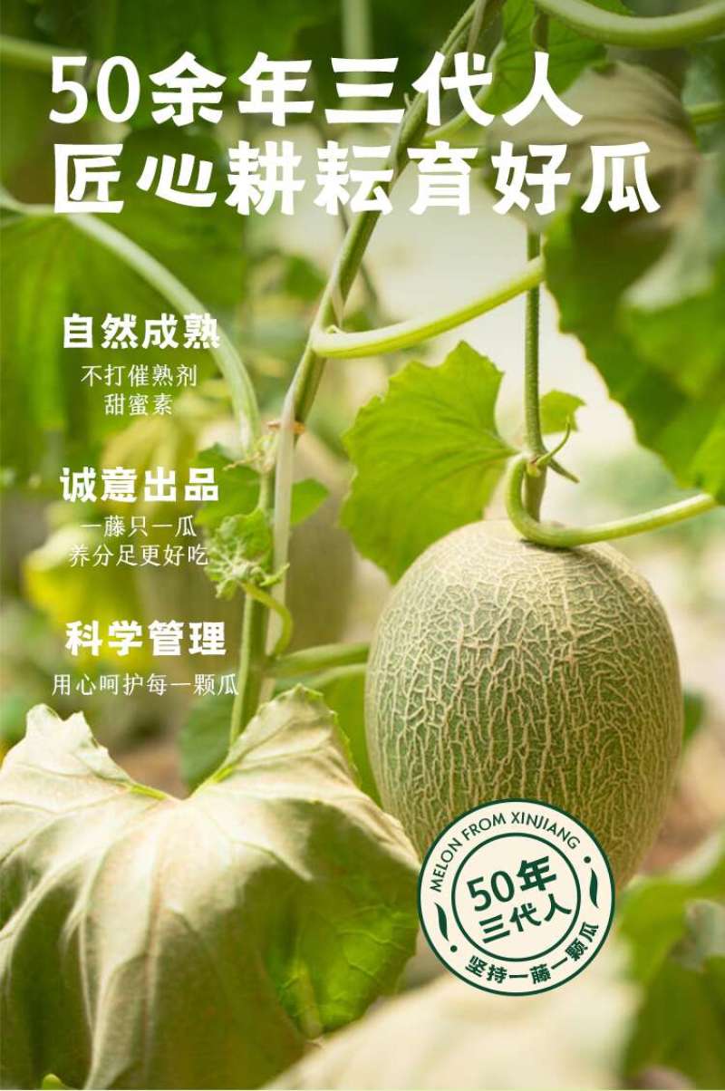 【每日推荐】新疆西州蜜25号，新疆哈密瓜产地直发品质保障