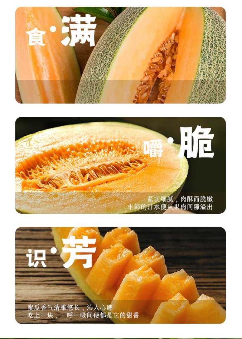 【每日推荐】新疆西州蜜25号，新疆哈密瓜产地直发品质保障