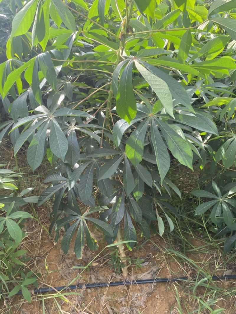 华南9号黄心木薯