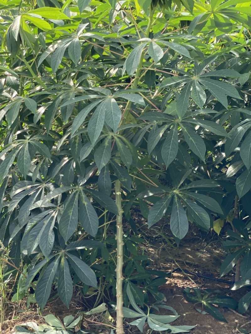 华南9号黄心木薯