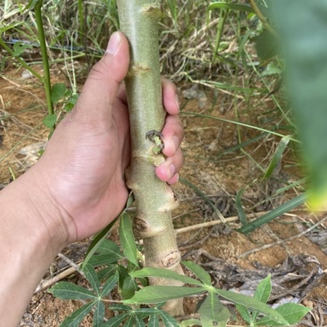 华南9号黄心木薯