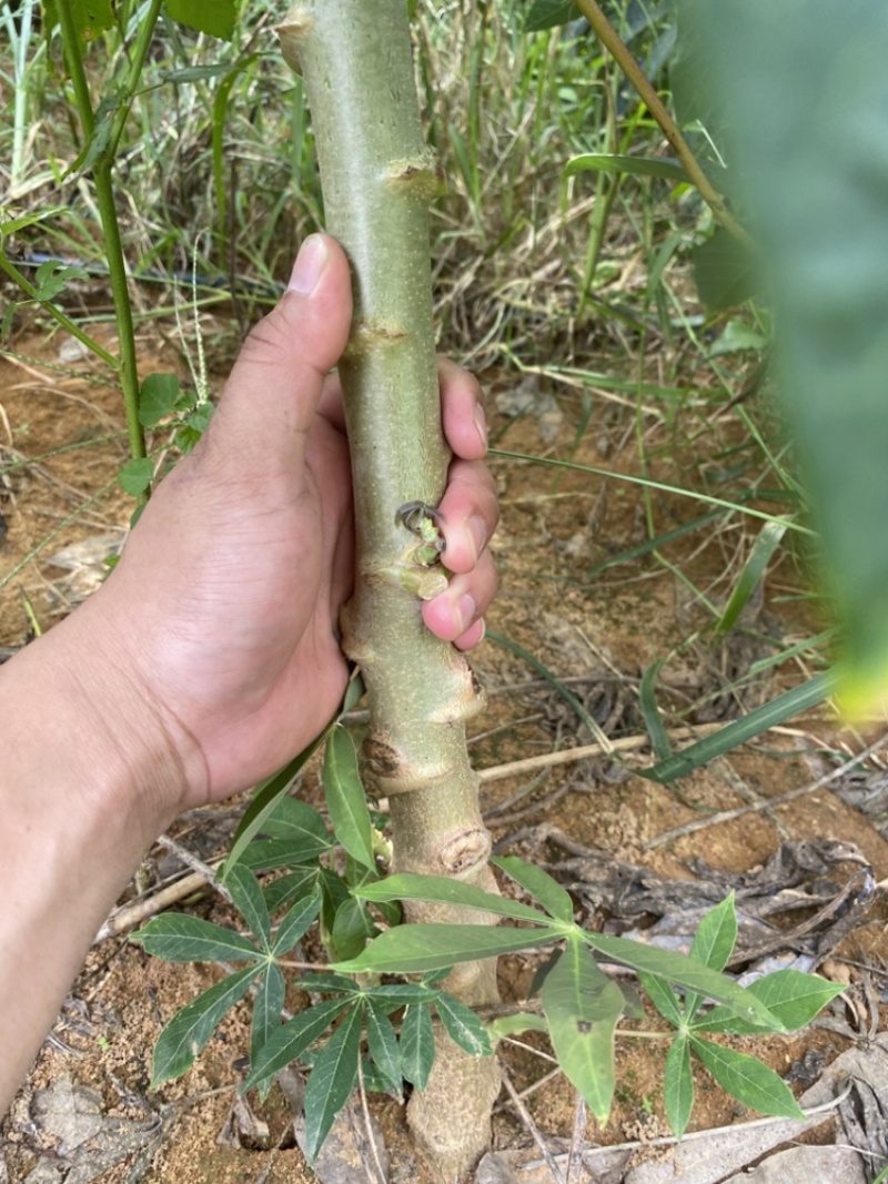 华南9号黄心木薯