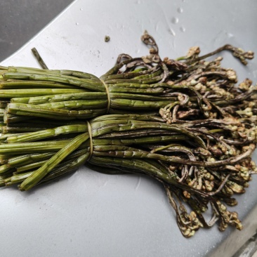 野生蕨菜，盐腌制