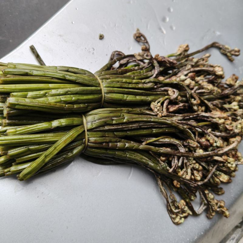 野生蕨菜，盐腌制