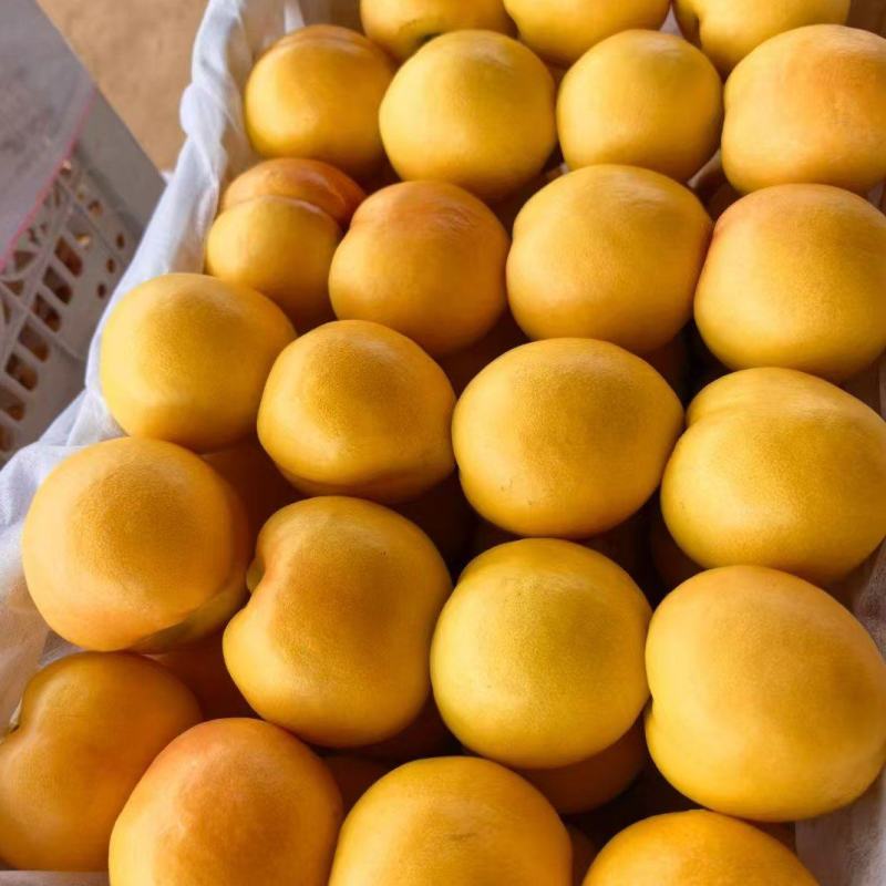 山东黄油桃脆甜可口量大从优欢迎采购热卖中对接全国各地批发