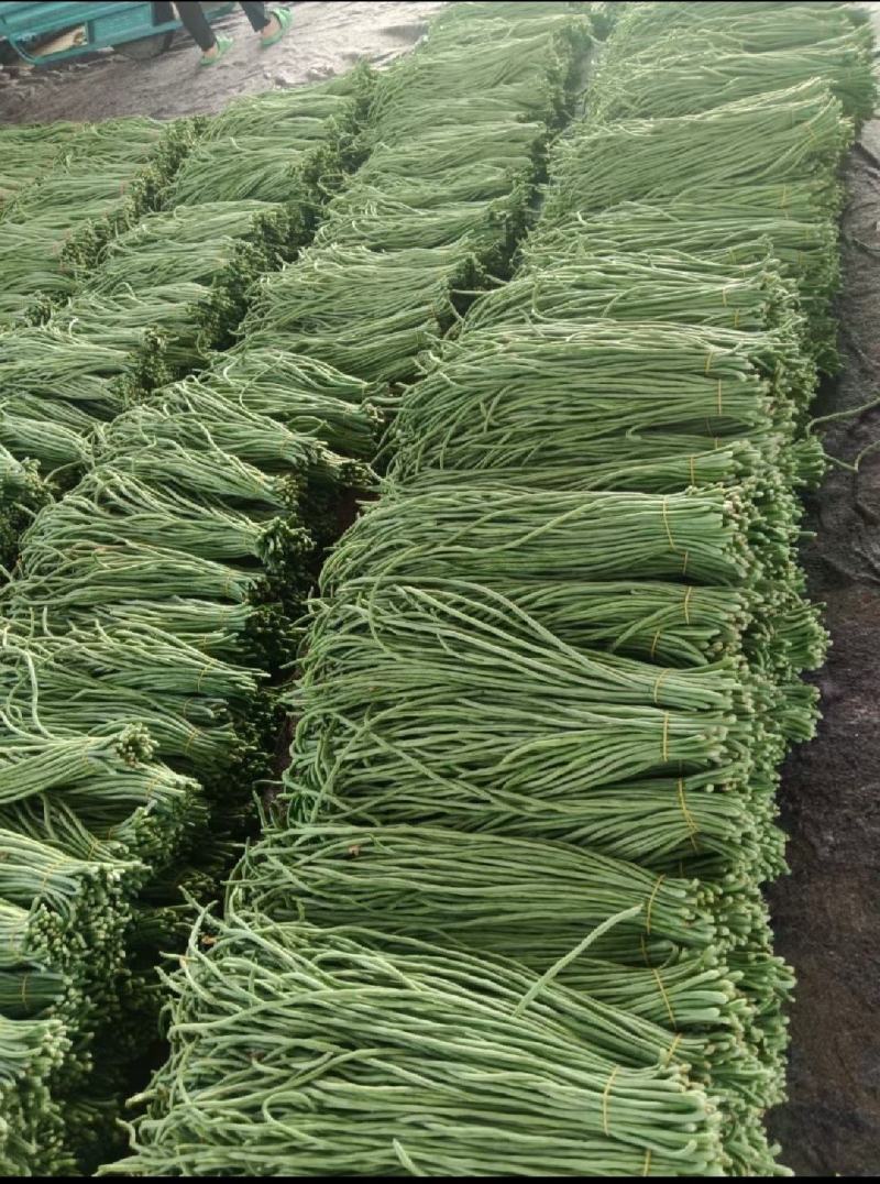 湖南精品长豆角上市了
