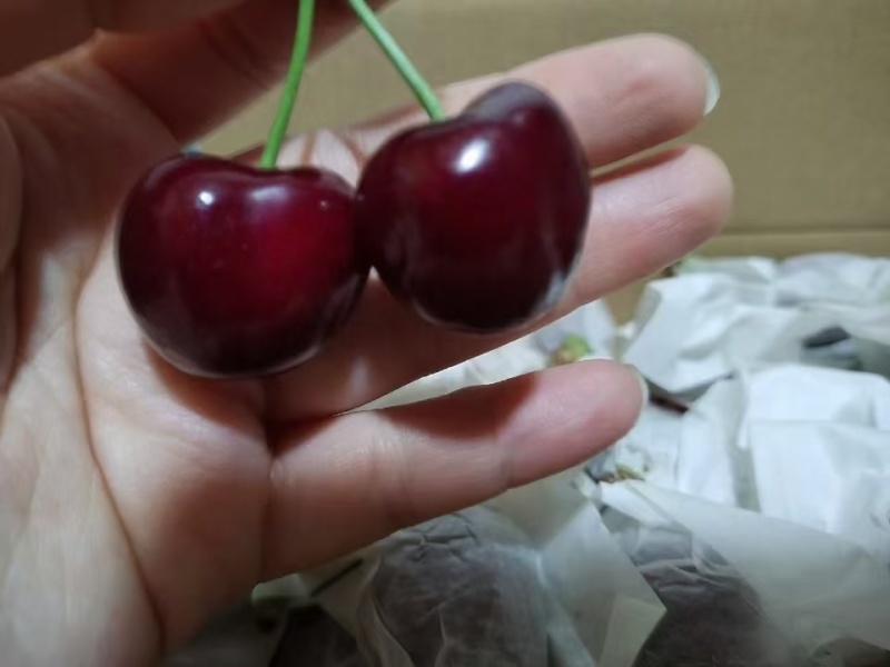 甘肃天水套袋樱桃，自家种植需要的可以联系我