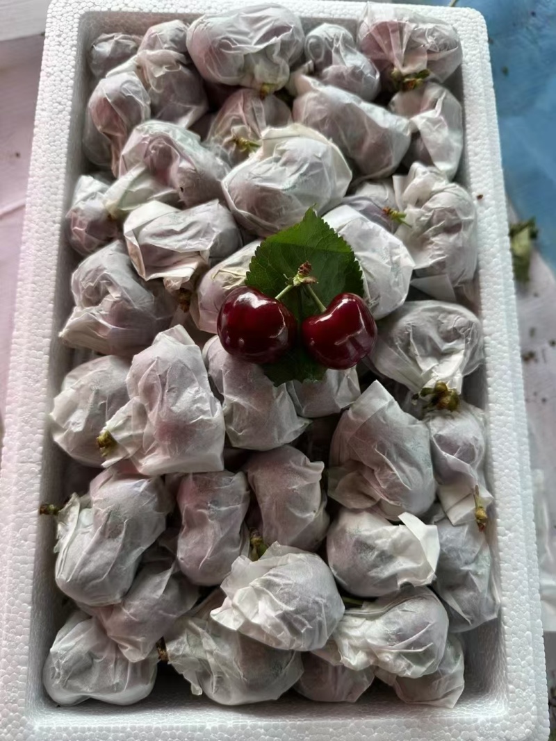 甘肃天水套袋樱桃，自家种植需要的可以联系我