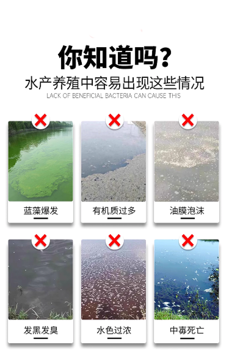 高活芽孢杆菌混合饲料添加剂鱼虾蟹塘调水净水抑制蓝藻降氨氮