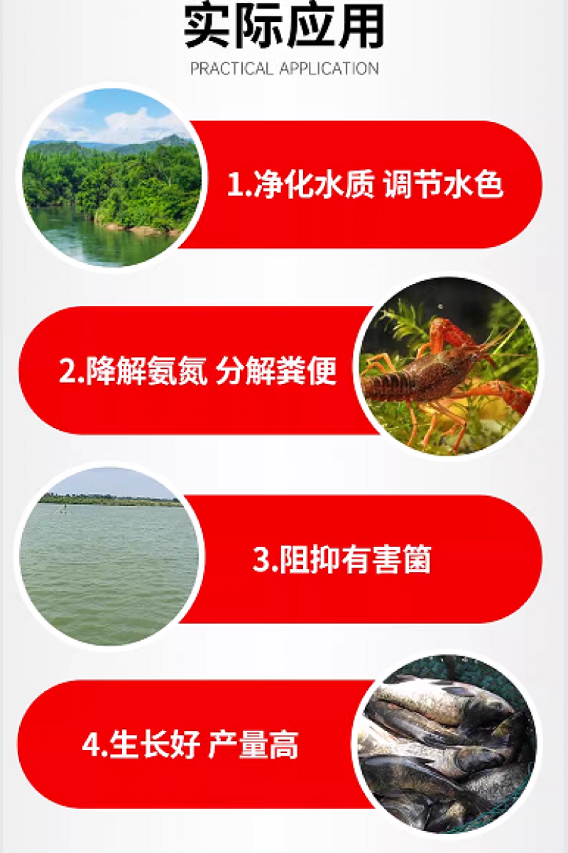 高活芽孢杆菌混合饲料添加剂鱼虾蟹塘调水净水抑制蓝藻降氨氮