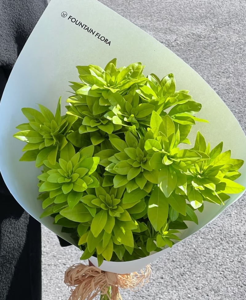 墨西哥橘叶袋苗可用于园林绿化工程全国各地可发