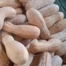 次品养殖南瓜，一手货源，产地直发，成色好，量大优惠便宜。