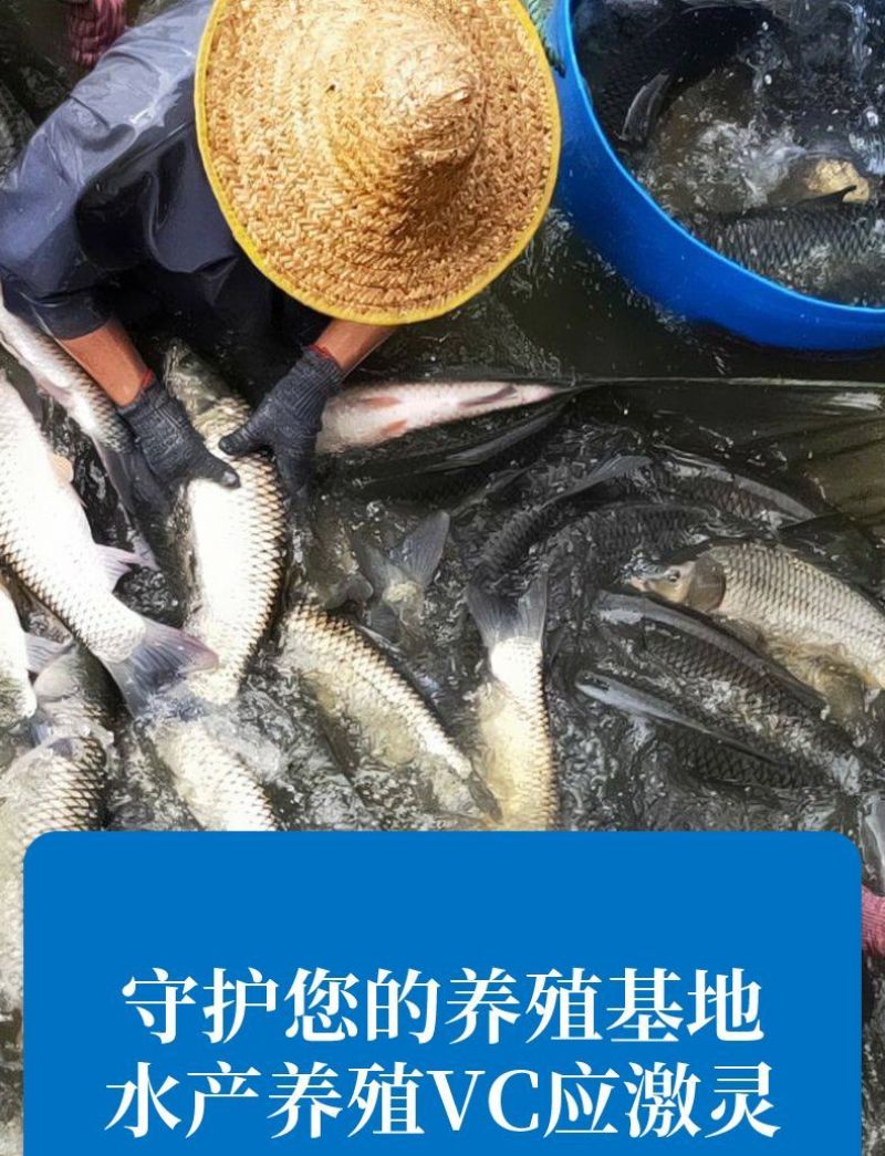 水产养殖维生素C解毒VC应激灵抗应激增强免疫厂家直销
