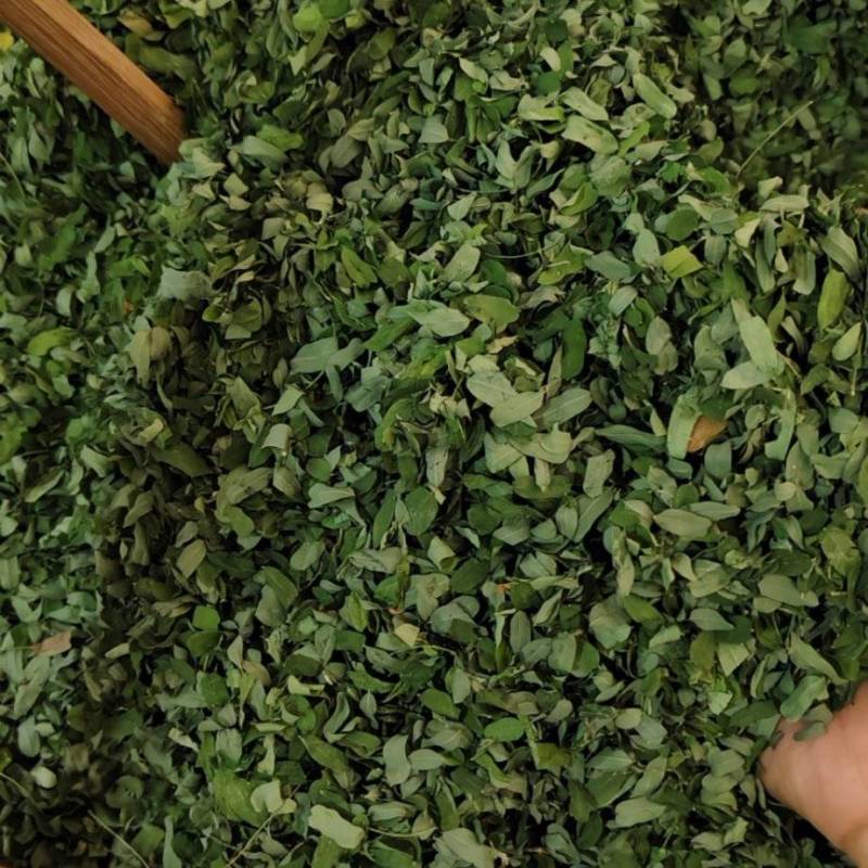 相思叶，甜鸡骨草叶