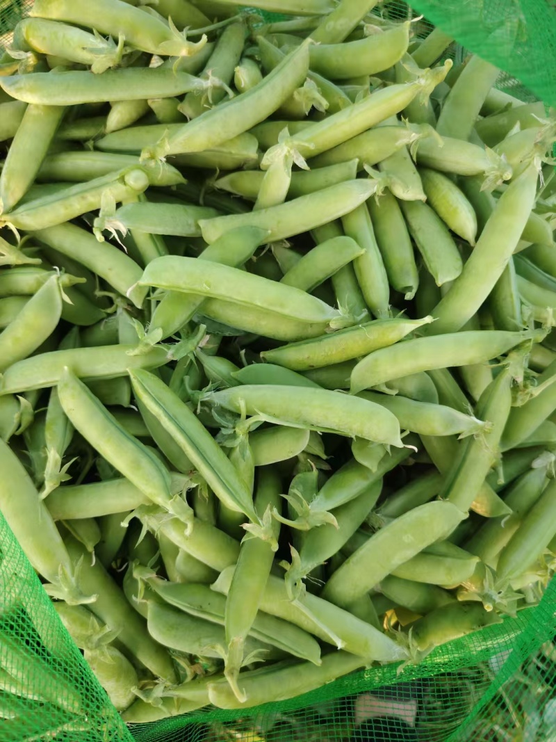豌豆大量上市欢迎订购质量**全国代发