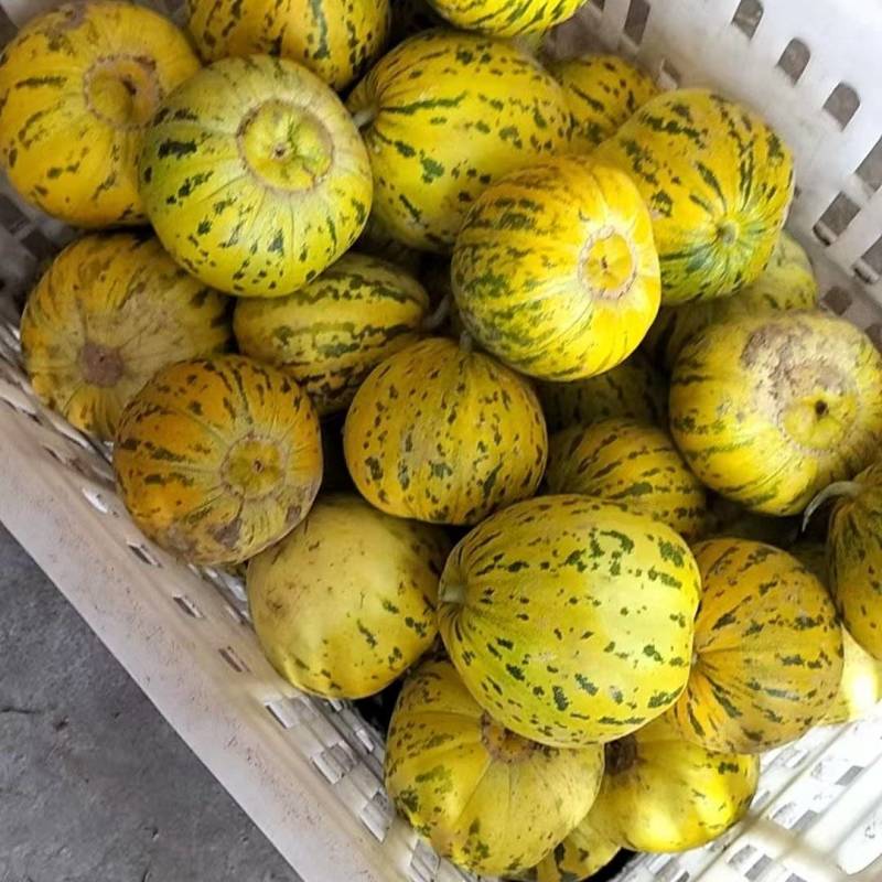 【推荐】花蜜甜瓜，八里香甜瓜供应市场商超电商