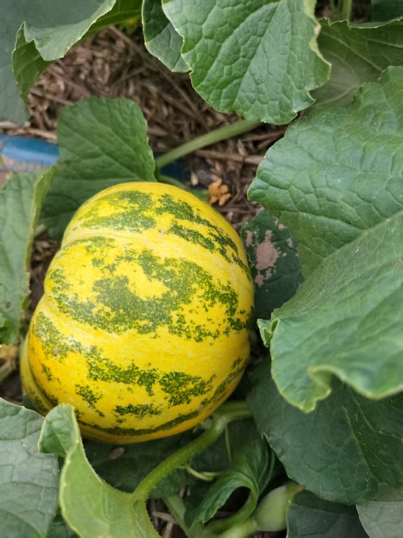 【推荐】花蜜甜瓜，八里香甜瓜供应市场商超电商