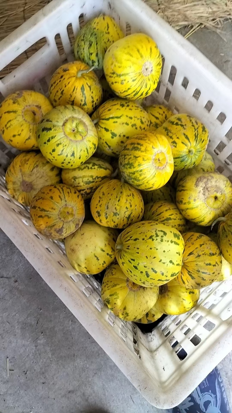 【推荐】花蜜甜瓜，八里香甜瓜供应市场商超电商