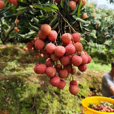 高州桂味果场现摘