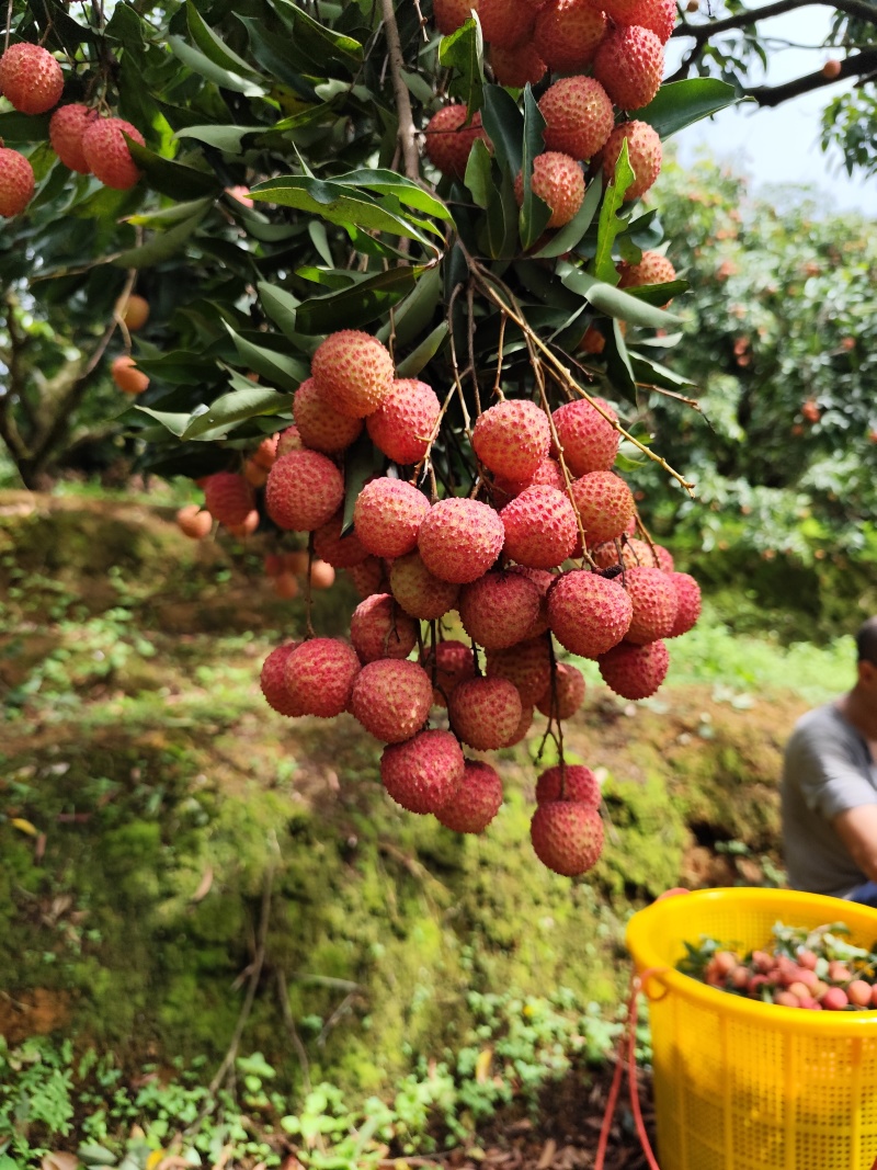 高州桂味荔枝现摘