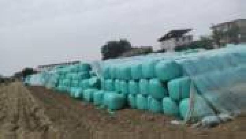 安徽阜阳黄储饲料，量大从优欢迎选购