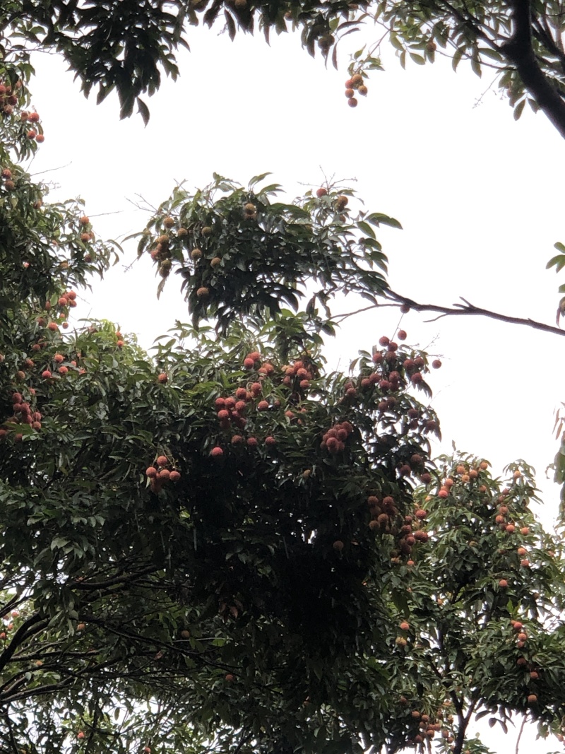 荔枝:桂味糯米糍批发，量大从优