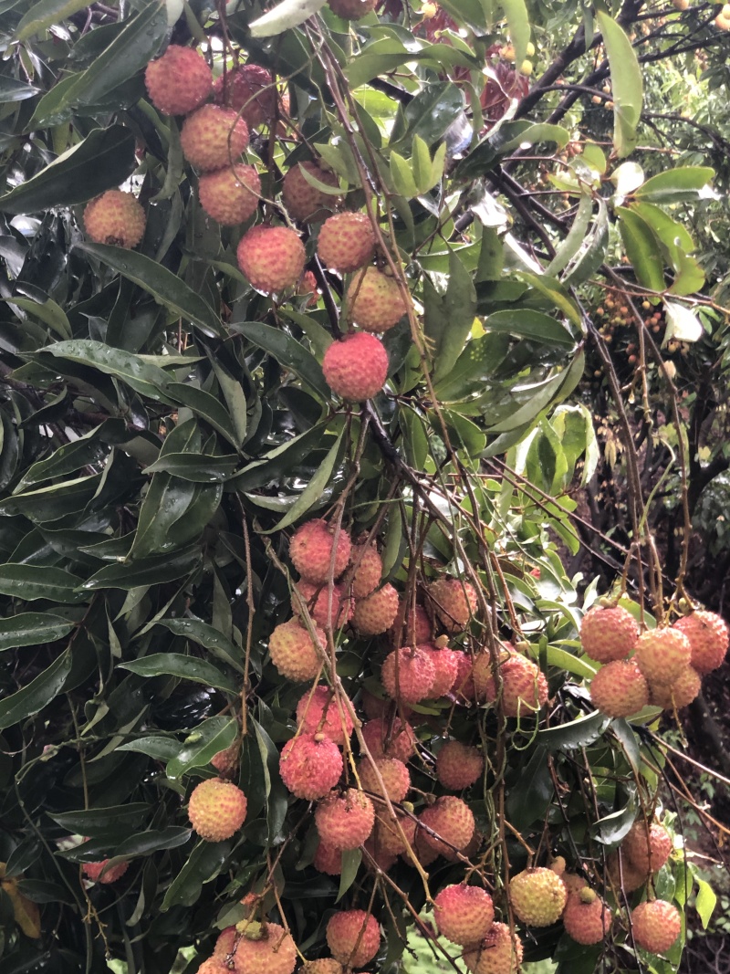 荔枝:桂味糯米糍批发，量大从优