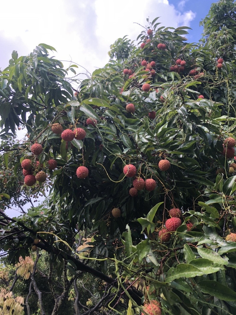 荔枝:桂味糯米糍批发，量大从优