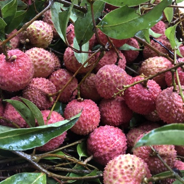荔枝:桂味糯米糍批发，量大从优