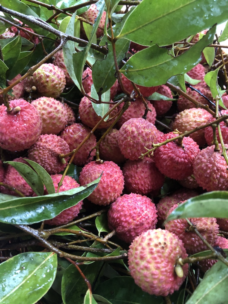 荔枝:桂味糯米糍批发，量大从优