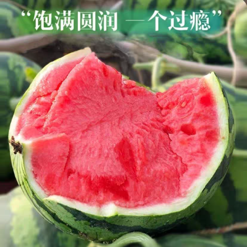 8424西瓜/美都西瓜/麒麟西瓜/产地货源/全国供应批发
