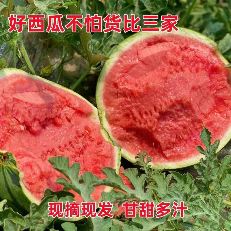 8424西瓜/美都西瓜/麒麟西瓜/产地货源/全国供应批发