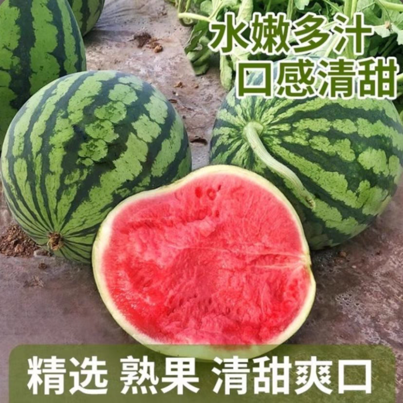 8424西瓜/美都西瓜/麒麟西瓜/产地货源/全国供应批发