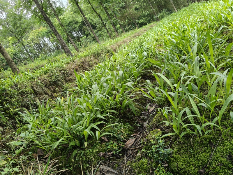 白芨块茎大苗，基地挖货中