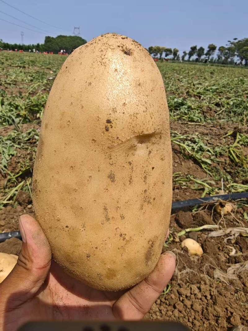 精品小土豆，4两以上，均有货基地现挖，欢迎全国客商……