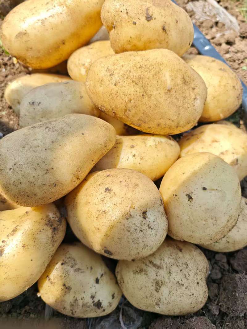精品小土豆，4两以上，均有货基地现挖，欢迎全国客商……